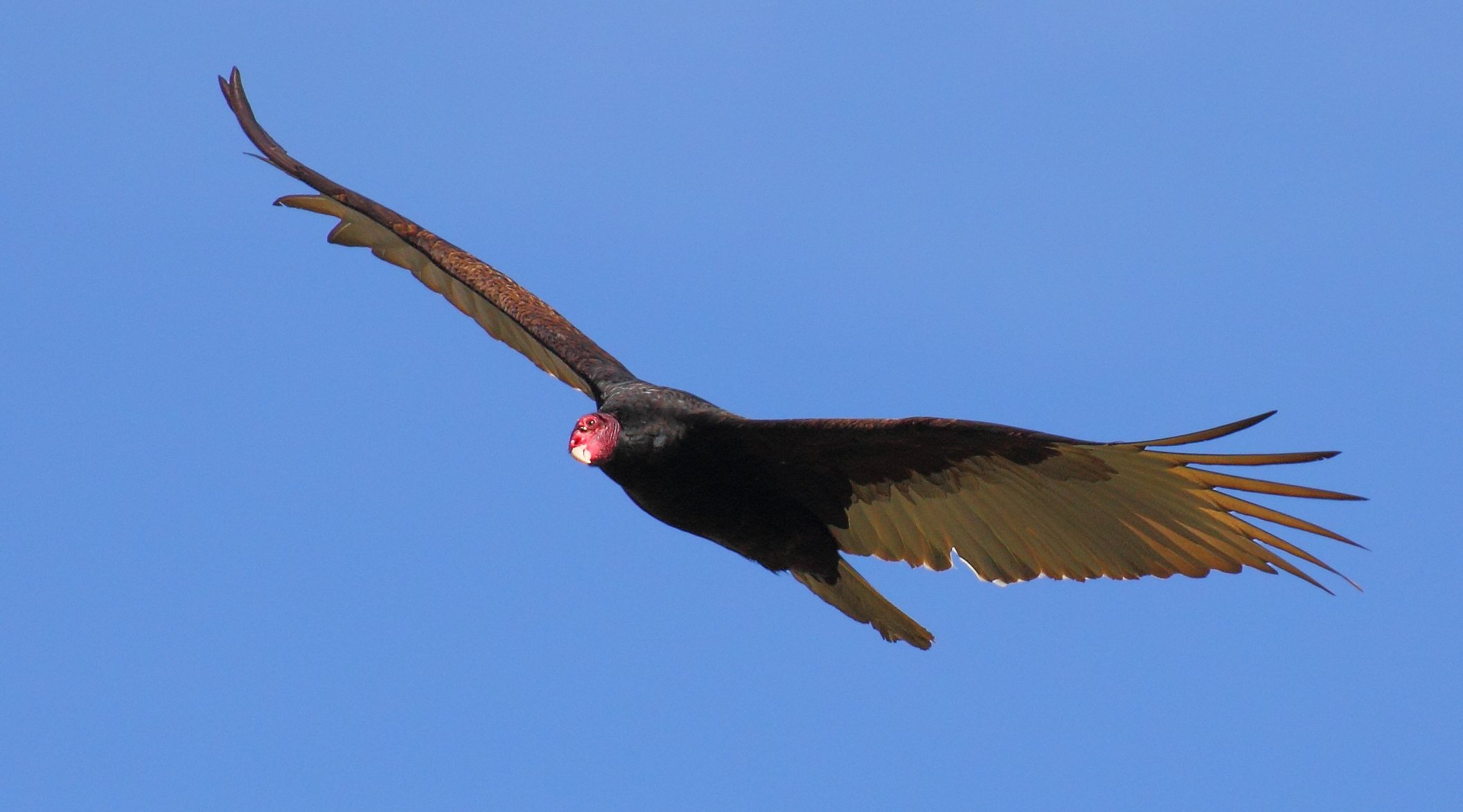 Wildlife Thesaurus Top 10 Native Animals with Nicknames